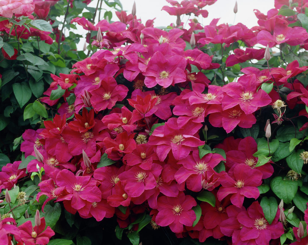 Clematis 'Rouge Cardinal'